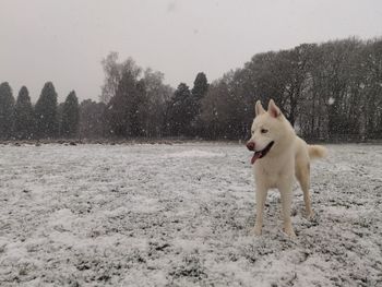 White dog on snow covered land