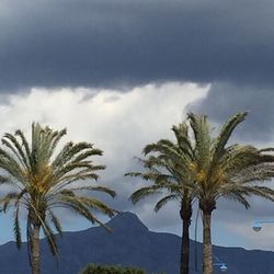 Low angle view of palm trees against cloudy sky