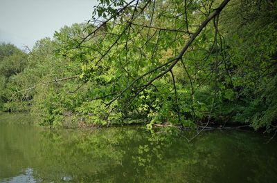 Scenic view of lake in forest