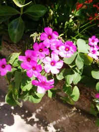 Close-up of pink flowers blooming outdoors