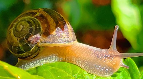 snail