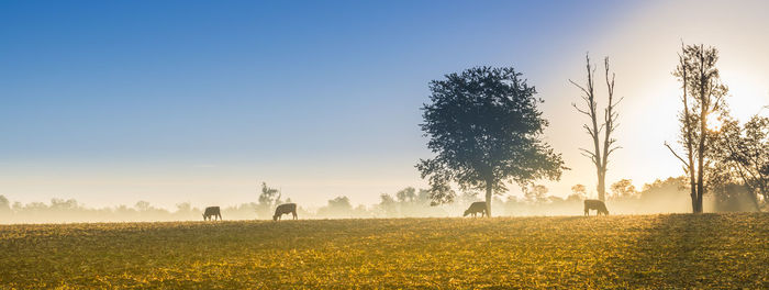 Cows grazing in the early morning fog.