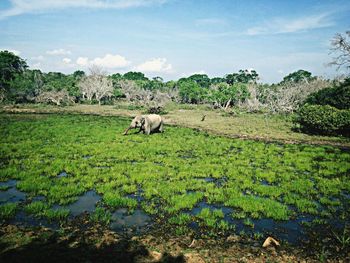 Mid distant shot of elephant in lake against sky
