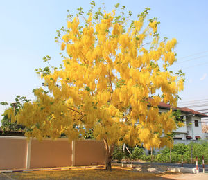 Autumn tree by building against sky