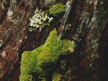 Close-up of moss growing on tree trunk