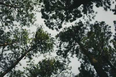 Low angle view of trees against sky