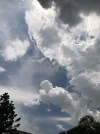 Low angle view of tree against sky