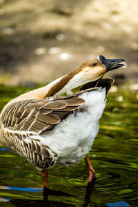 Side view of a bird in water