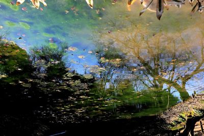 Reflection of trees in pond