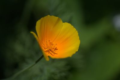 Close-up of yellow flower