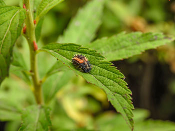 Close-up of insect on leaf