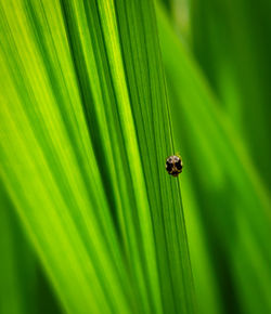 Close-up of insect on leaf