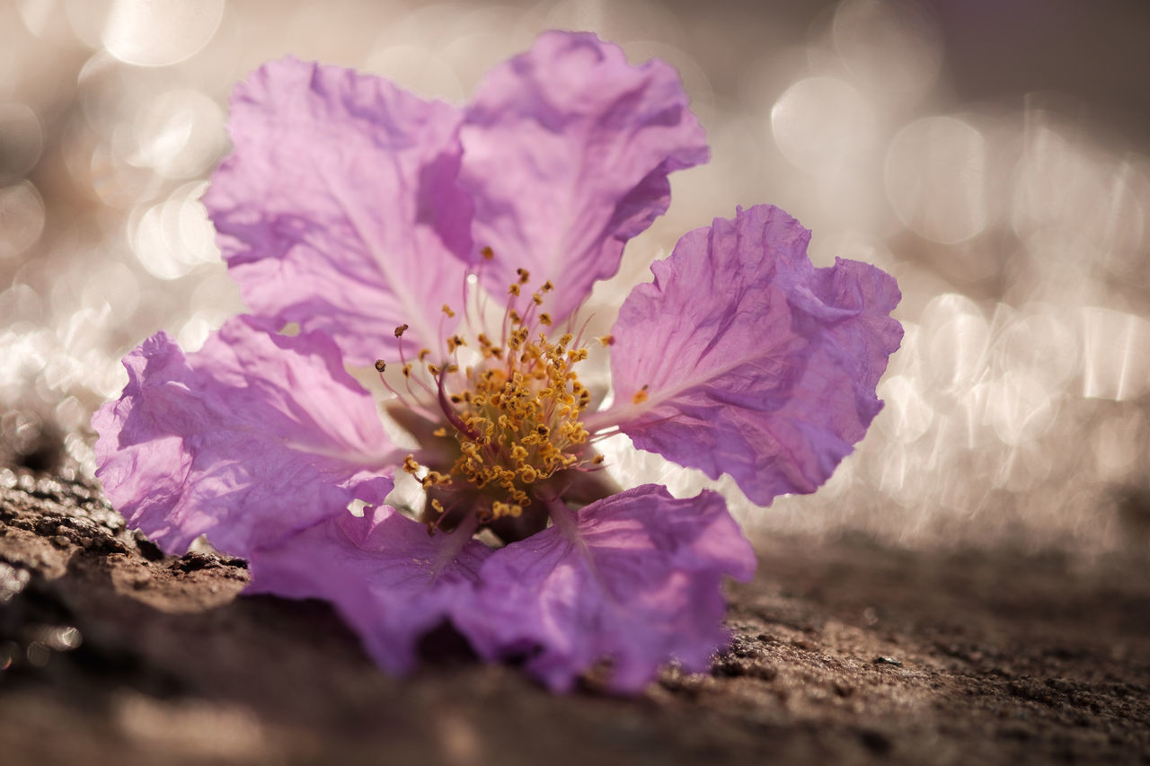 CLOSE-UP OF FLOWERING PLANT