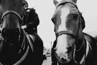 Close-up of horses