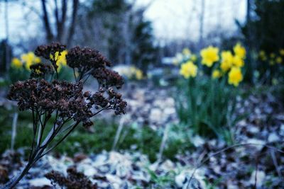 Close-up of flowers blooming in field