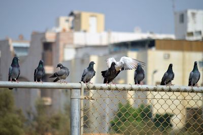 Seagulls perching on a fence