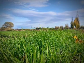 Close-up of wheat field against sky