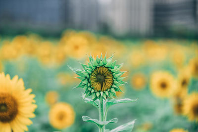 Close-up of dandelion growing on field