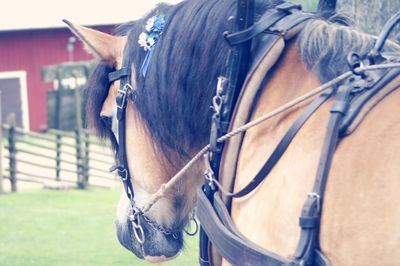 Close-up of horse on field