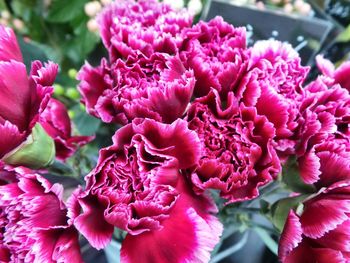 Close-up of flowers
