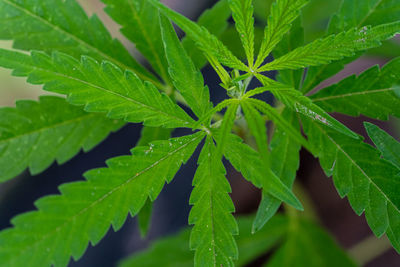 Close-up of wet plant leaves