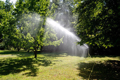 Trees in park