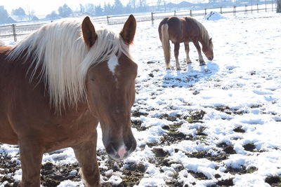 Horse standing on snow field