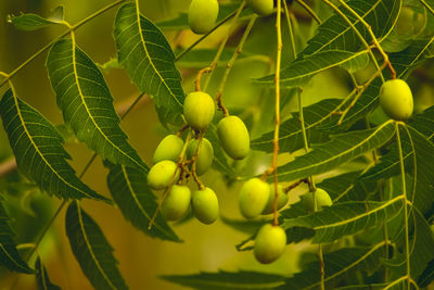 Close-up of berries growing on tree