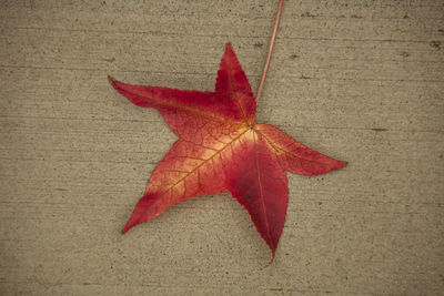 High angle view of maple leaf on red leaves