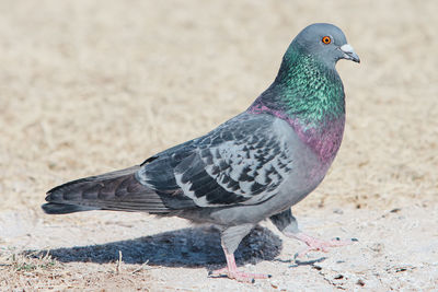 Close-up of bird on field