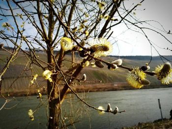 Trees growing by river