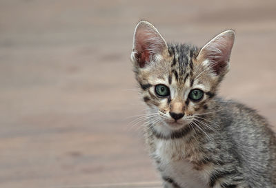 Close-up portrait of cat looking at camera