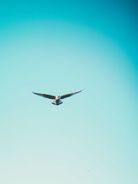 Low angle view of bird flying in sky