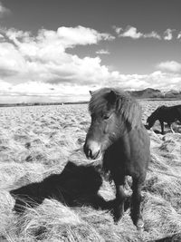 Horse on field against sky