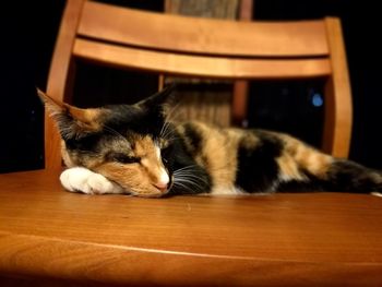 Close-up of cat sleeping