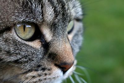 Extreme close-up of cat