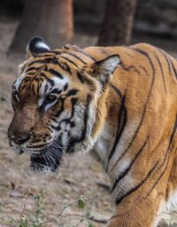 Close-up of tiger