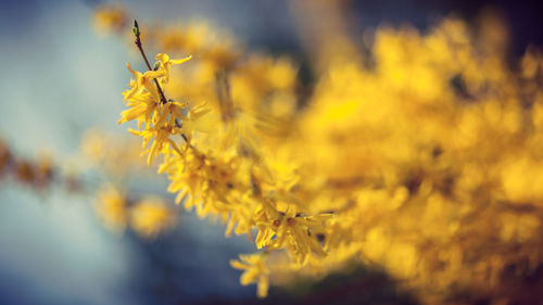 Close-up of yellow flowers