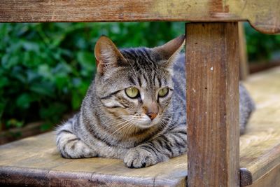 Close-up of a cat