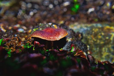 Close-up of mushroom growing on field