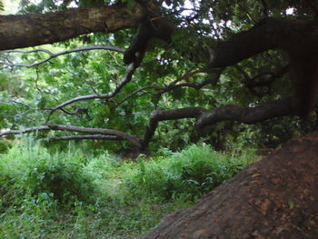 Trees in forest