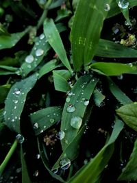 Close-up of raindrops on leaves