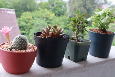 Close-up of potted plants in pot