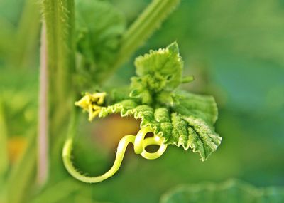 Close-up of green leaf on plant