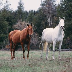 Portrait of horses standing on field