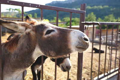 Close-up of a horse in ranch