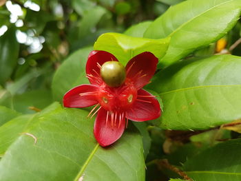 Close-up of red flower