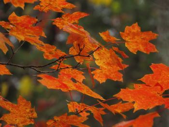 Close-up of maple leaves on tree during autumn