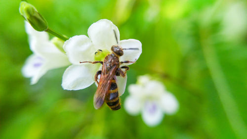 Close-up of bee pollinating flower