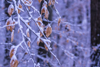 Close-up of frozen tree during winter